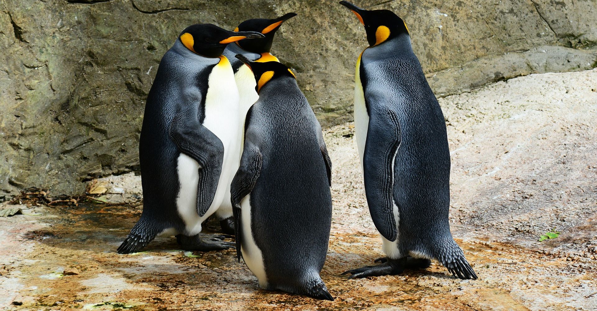 mise à jour pingouin